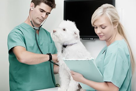 veterinário escutando o coração de um cachorro